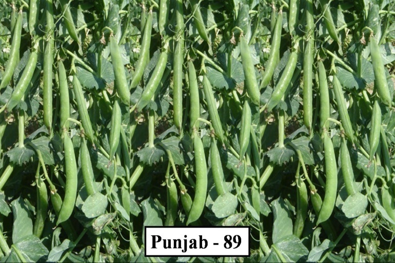 ਪੰਜਾਬ 89